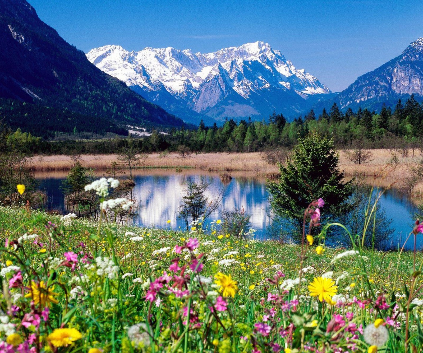 Una vista de una cordillera con un lago y flores silvestres (flor, lago, paisaje, montañas, naturaleza)