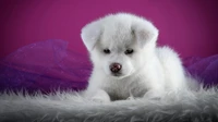 akita dog, cute, dogs, nice, puppies