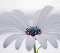 alone, cool, flower, nature, white