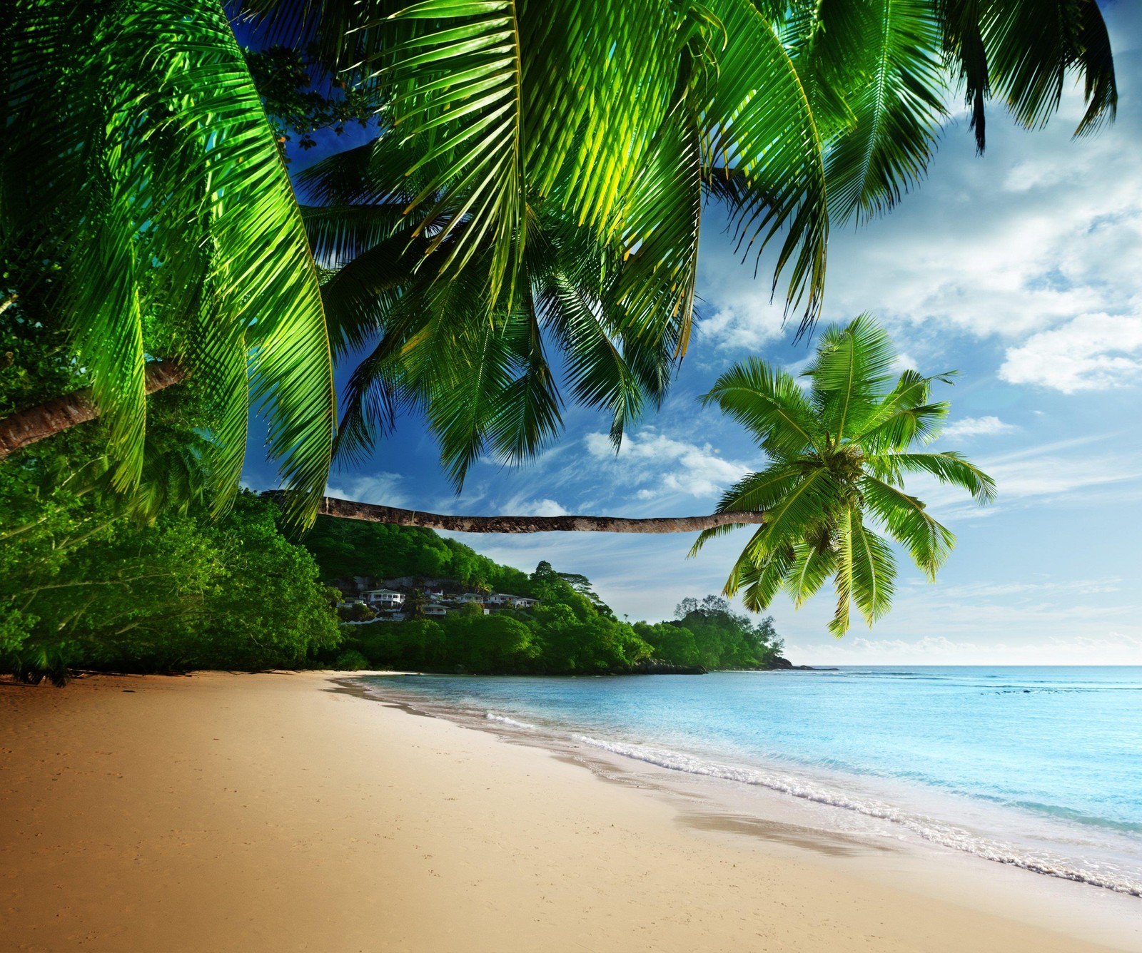 Vue d'une plage avec des palmiers et un ciel bleu (plage, la côte, paysage, palmiers, mer)