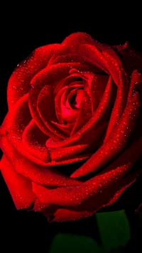 amor, rojo, rosa