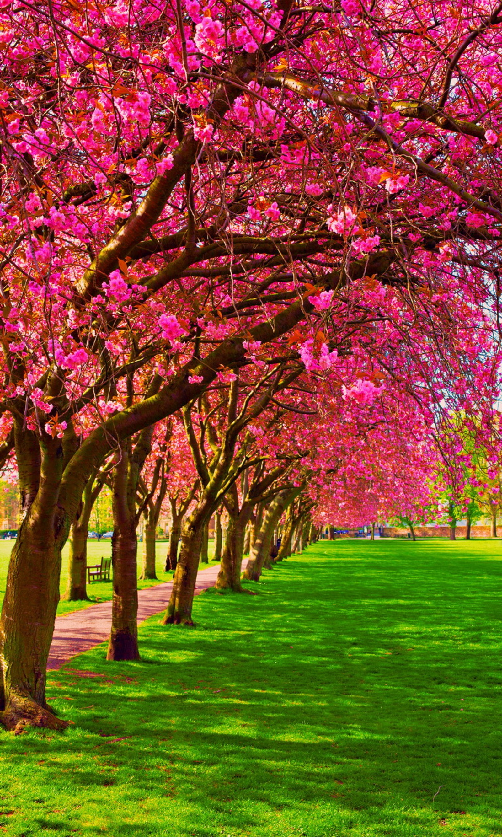 A view of a park with a lot of pink flowers on the trees (grass, green, nature, park, spring)