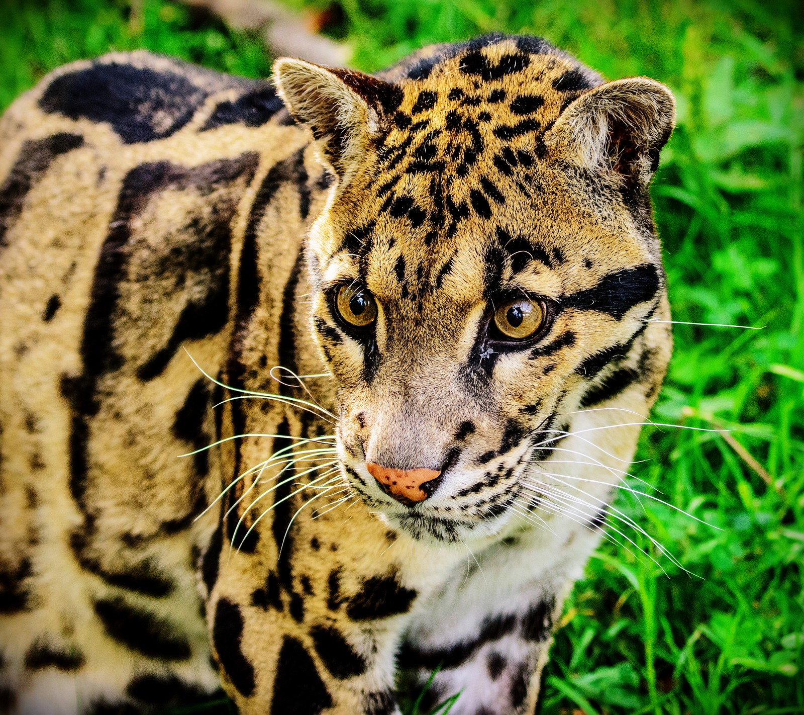 Lade tier, gato, leopard Hintergrund herunter