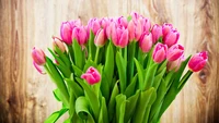 flowers, forever, love, tulips wallpaper