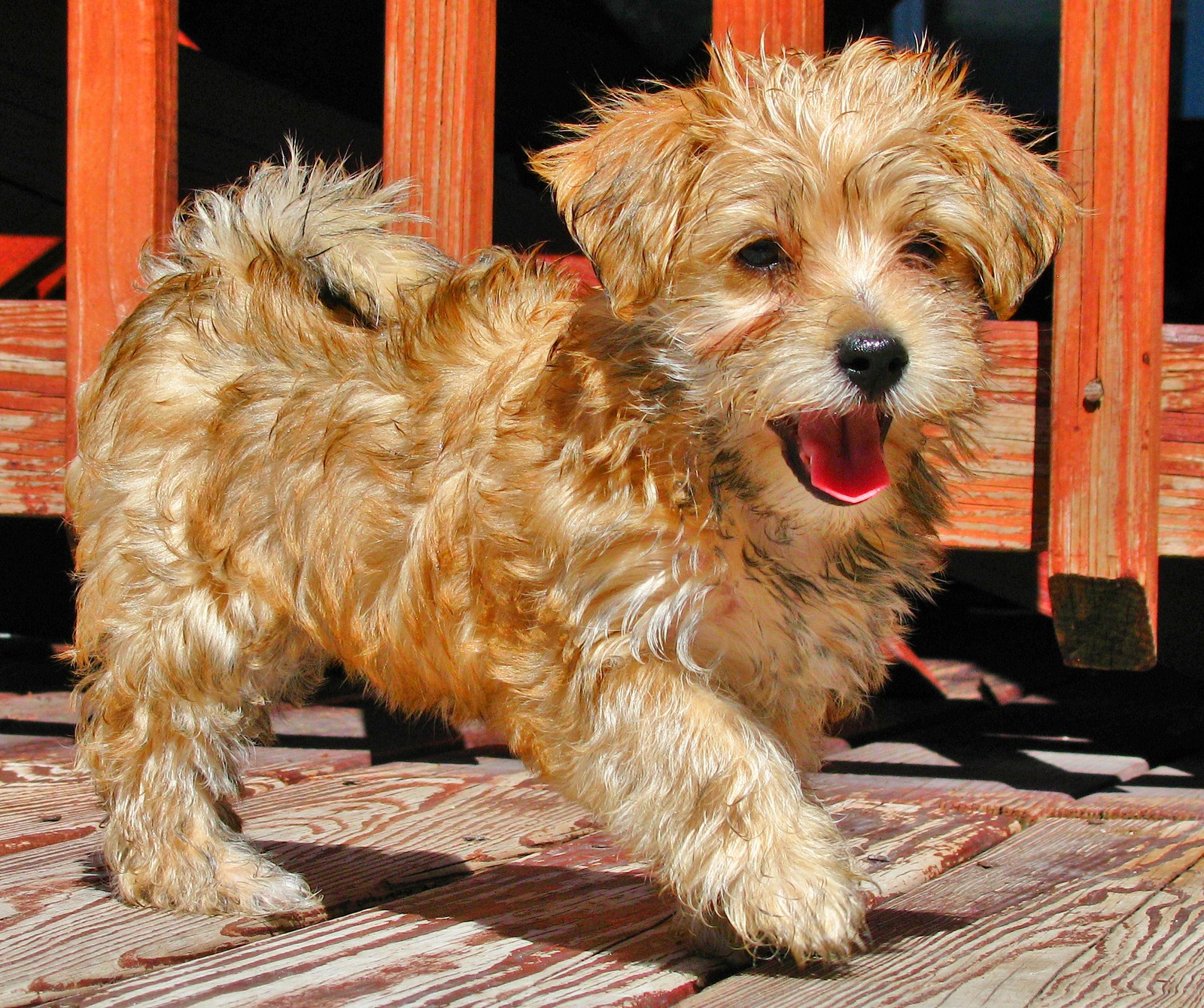 There is a small dog standing on a wooden deck (my little dog, soul)