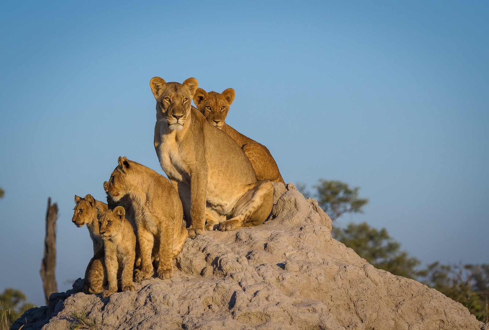 Lade löwe, wildleben, große katzen, puma, safari Hintergrund herunter