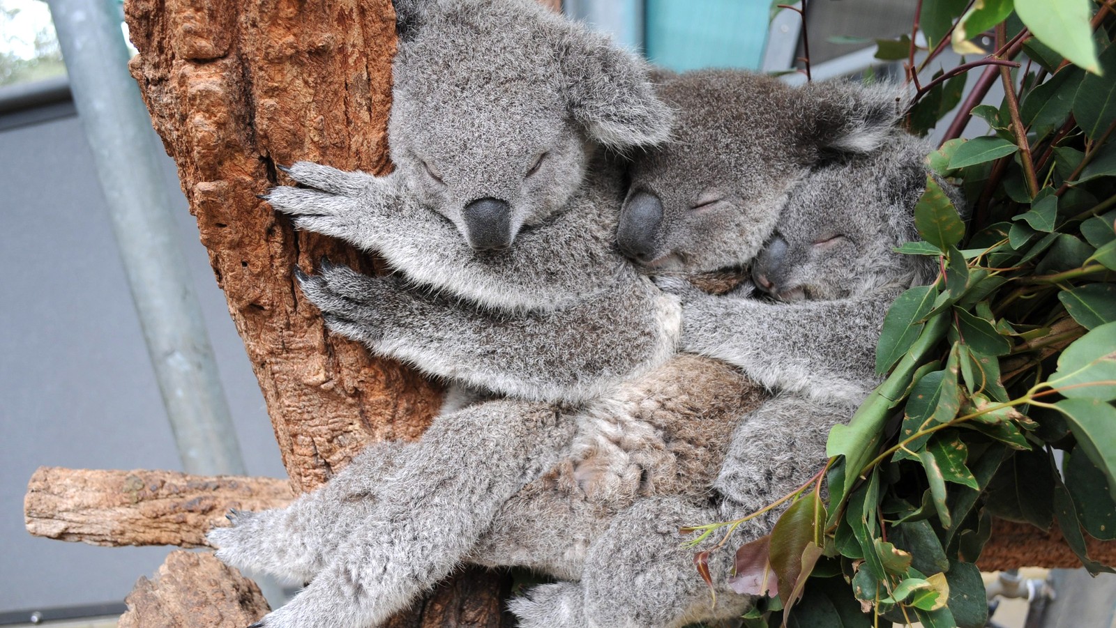 Zwei koalas schlafen auf einem baum (koala, niedlichkeit, beuteltier, fell, wombat)