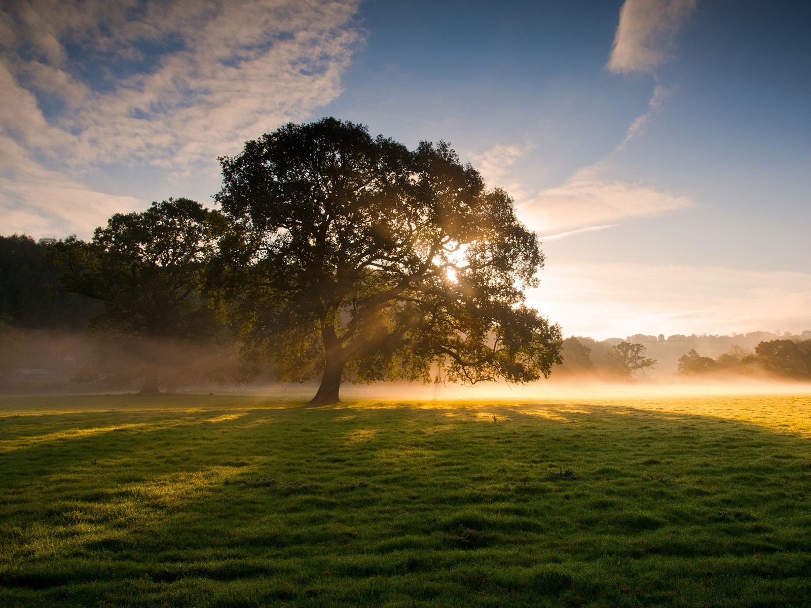 Un gran árbol en un campo con niebla y el sol brillando a través de las nubes (naturaleza, mañana, árbol, amanecer, luz solar)