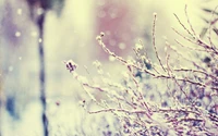 Ramas de lavanda delicadas cubiertas de nieve invernal