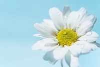 Marguerite blanche vibrante avec des gouttes d'eau sur un fond bleu doux