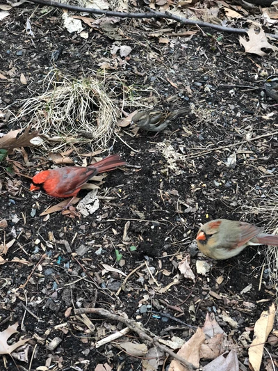 Northern Cardinals foraging on the ground amidst twigs and leaves.