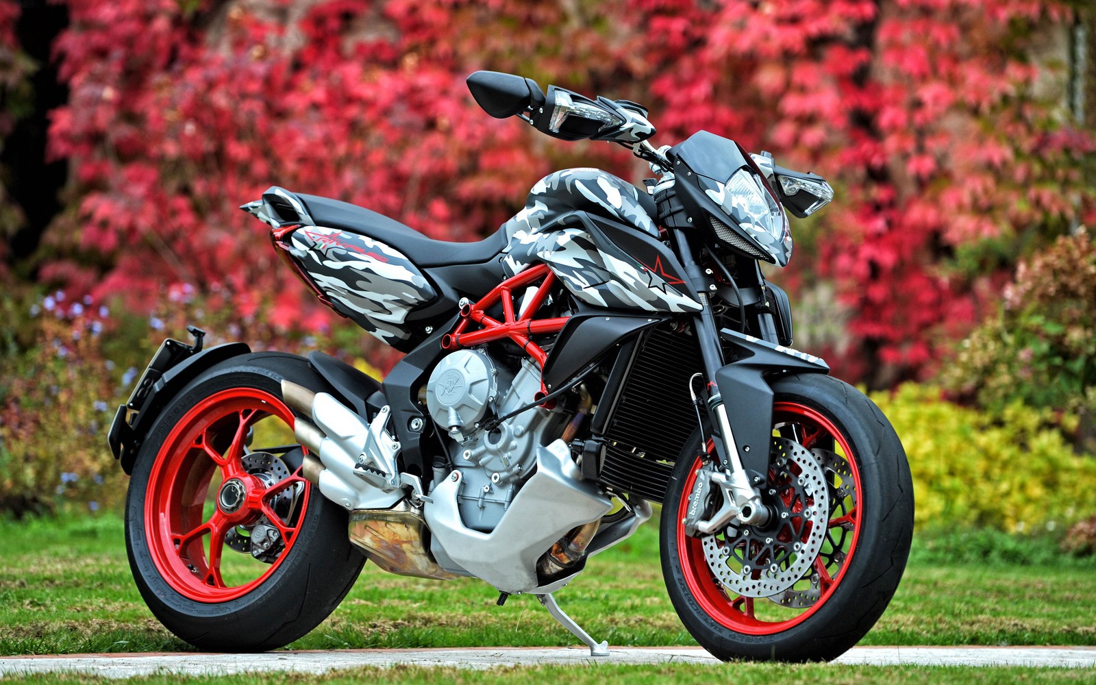 Una moto árabe estacionada al costado de la carretera frente a un árbol colorido (mv agusta rivale, mv agusta brutale 800, mv agusta, motocicleta, motociclismo)