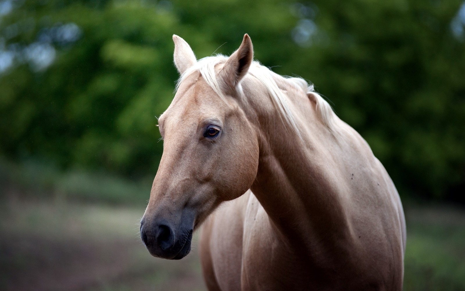 There is a brown horse standing in a field with trees in the background (arabian horse, stallion, mane, mare, mustang horse)