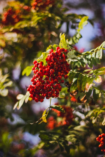 Vibrant clusters of red rowan berries among lush green leaves.