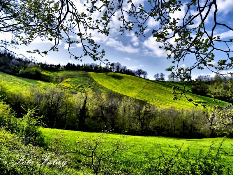 A view of a green field with trees and a hill in the background (spring, nature, vegetation, tree, hill)