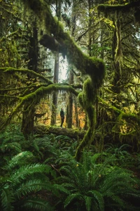 végétation, arbre, nature, forêt, environnement naturel