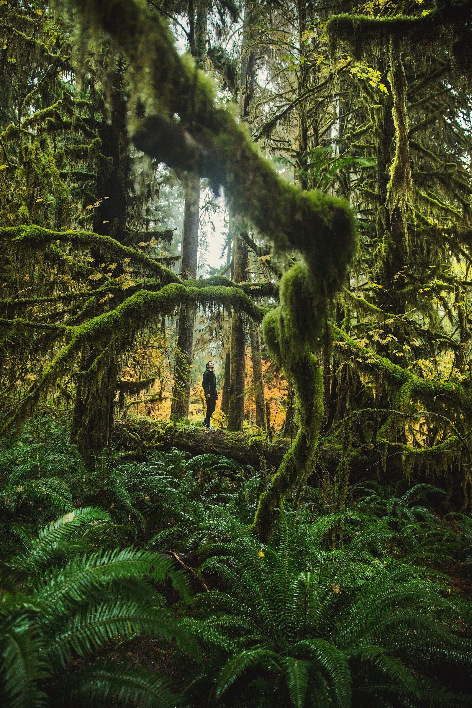 Une girafe dans les bois avec de la mousse poussant sur les arbres (végétation, arbre, nature, forêt, environnement naturel)