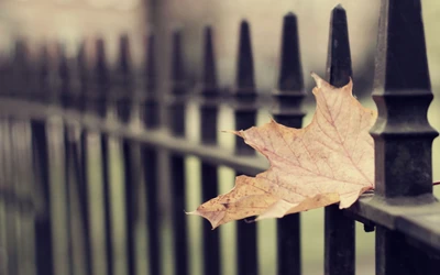 Herbstblatt, das auf einem Schmiedeeisenzaun ruht