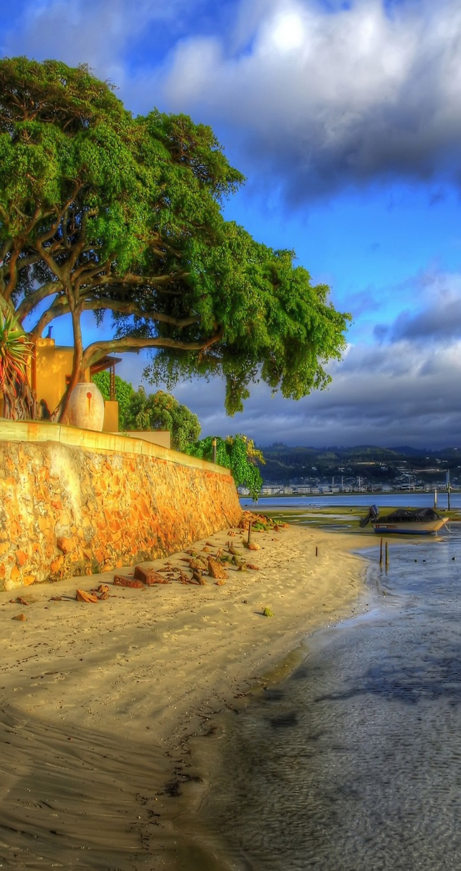 Hay un gran árbol en la playa junto al agua (huawei, orilla, costa, embarcación, arena)