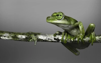 Rana verde de árbol en una rama - La belleza de los anfibios de la naturaleza