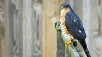 Oiseau de proie majestueux perché avec un regard intense