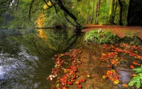 Reflets d'automne : un étang tranquille entouré de feuillage coloré et d'arbres