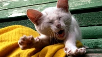 Yawning Kitten Expressing Affection