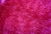 Texture de fourrure magenta vibrante d'un chat tabby rose