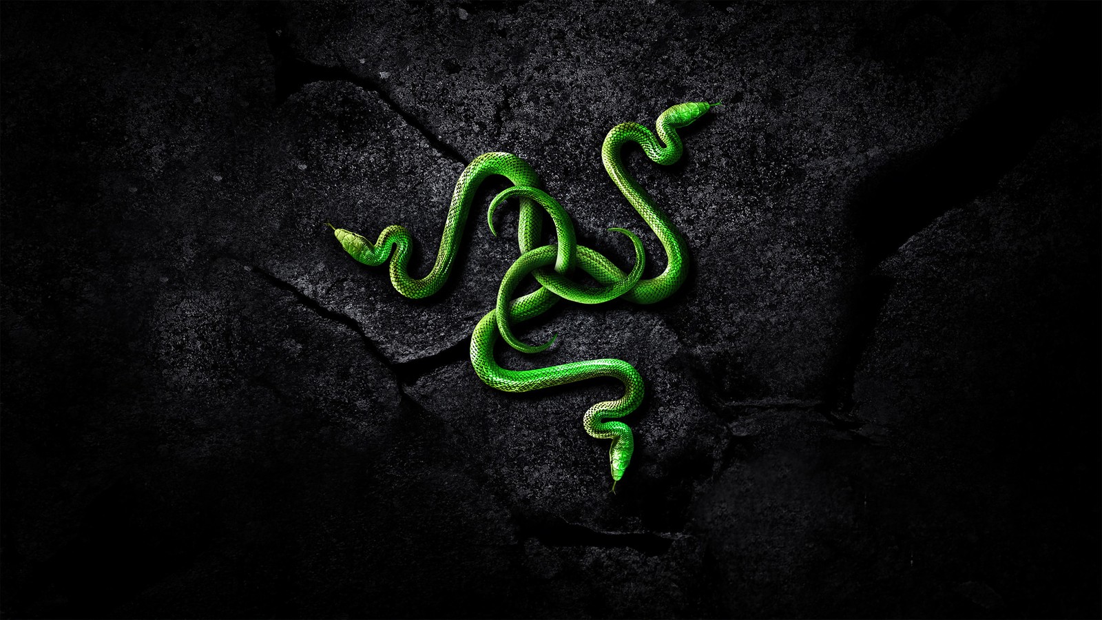 A green snake on a black background with a dark background (razer, logo, snake)