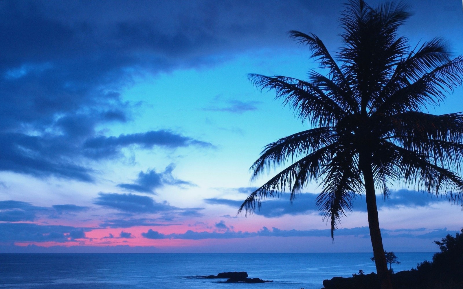 Arafed palm tree on a beach at sunset with a blue sky (tropics, ocean, palm tree, sea, horizon)