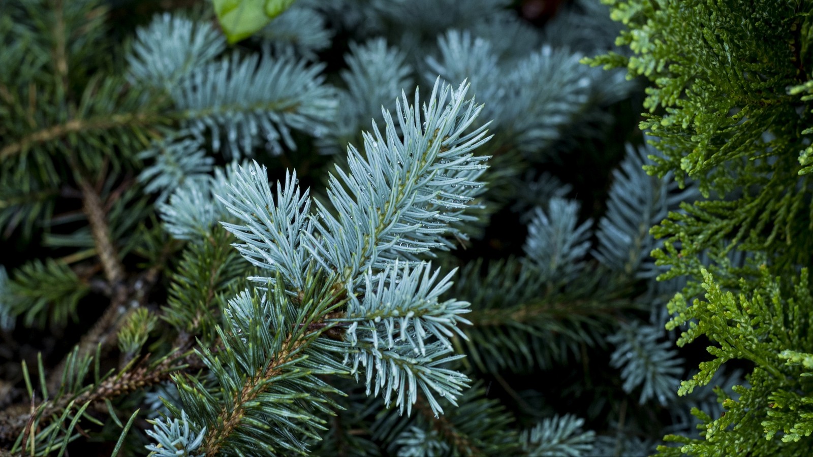 Gros plan d'un pin avec une branche verte (pinheiro, branche, sapin, conifères, persistant)