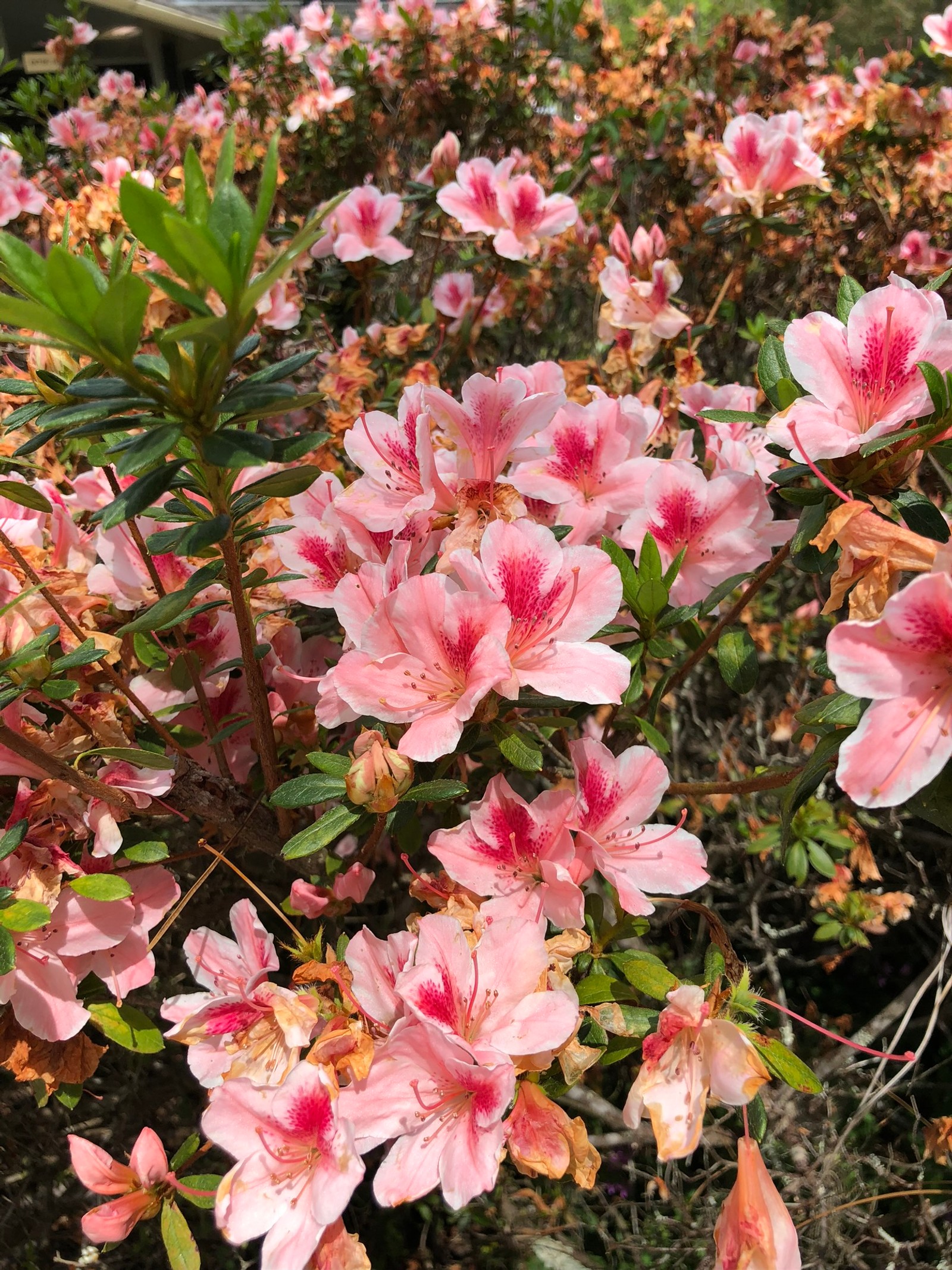 Il y a un buisson de fleurs roses avec des feuilles vertes (azalée, plante à fleurs, rhododendron, biologie, pétale)