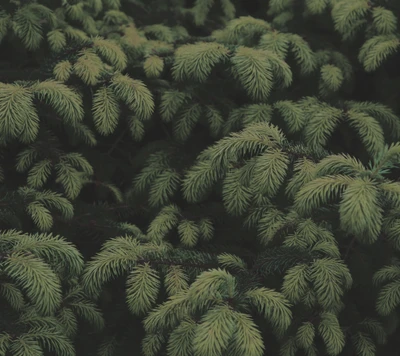 Calm Green Spruce Branches in Nature