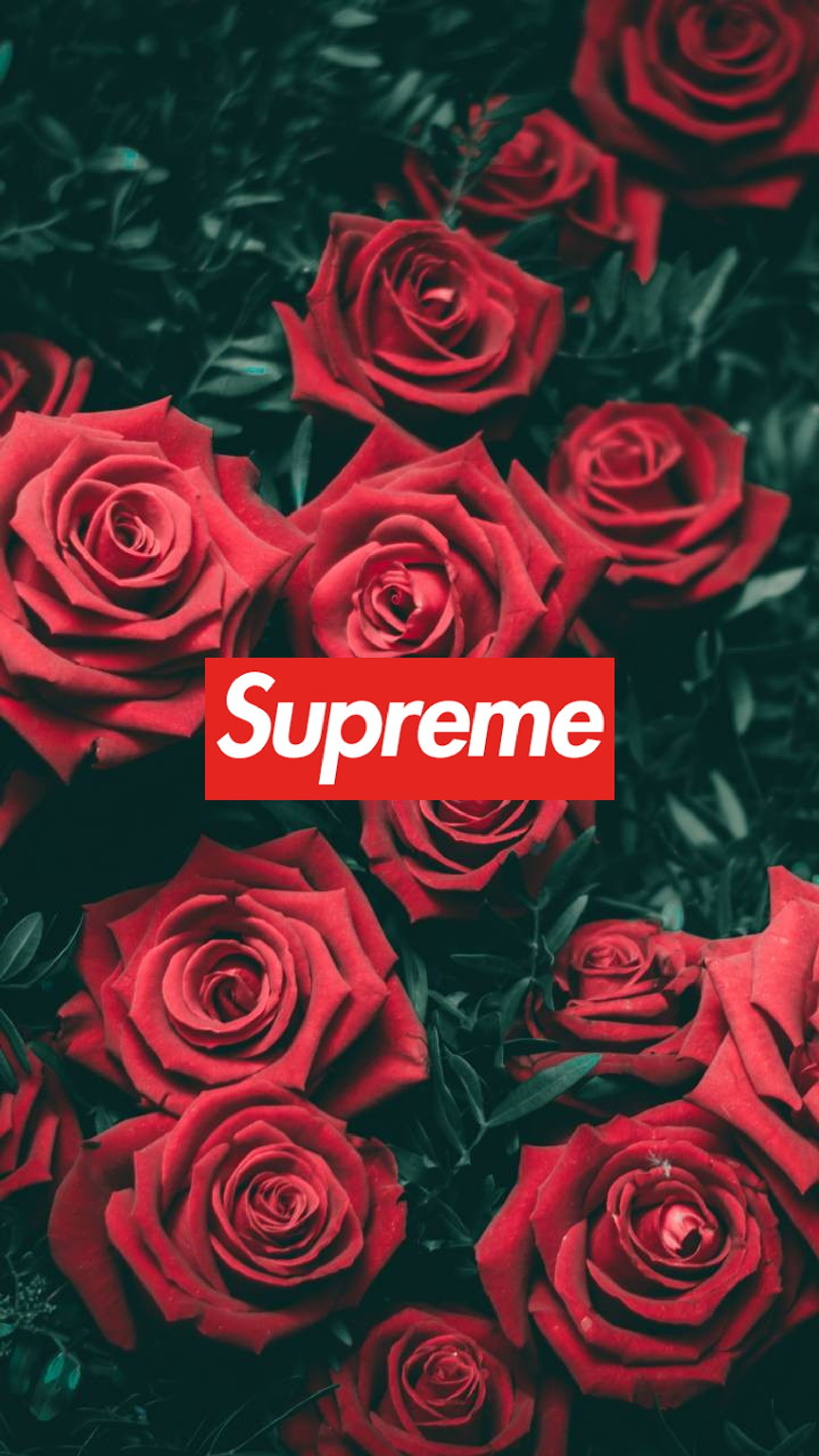 roses, supreme wallpaper