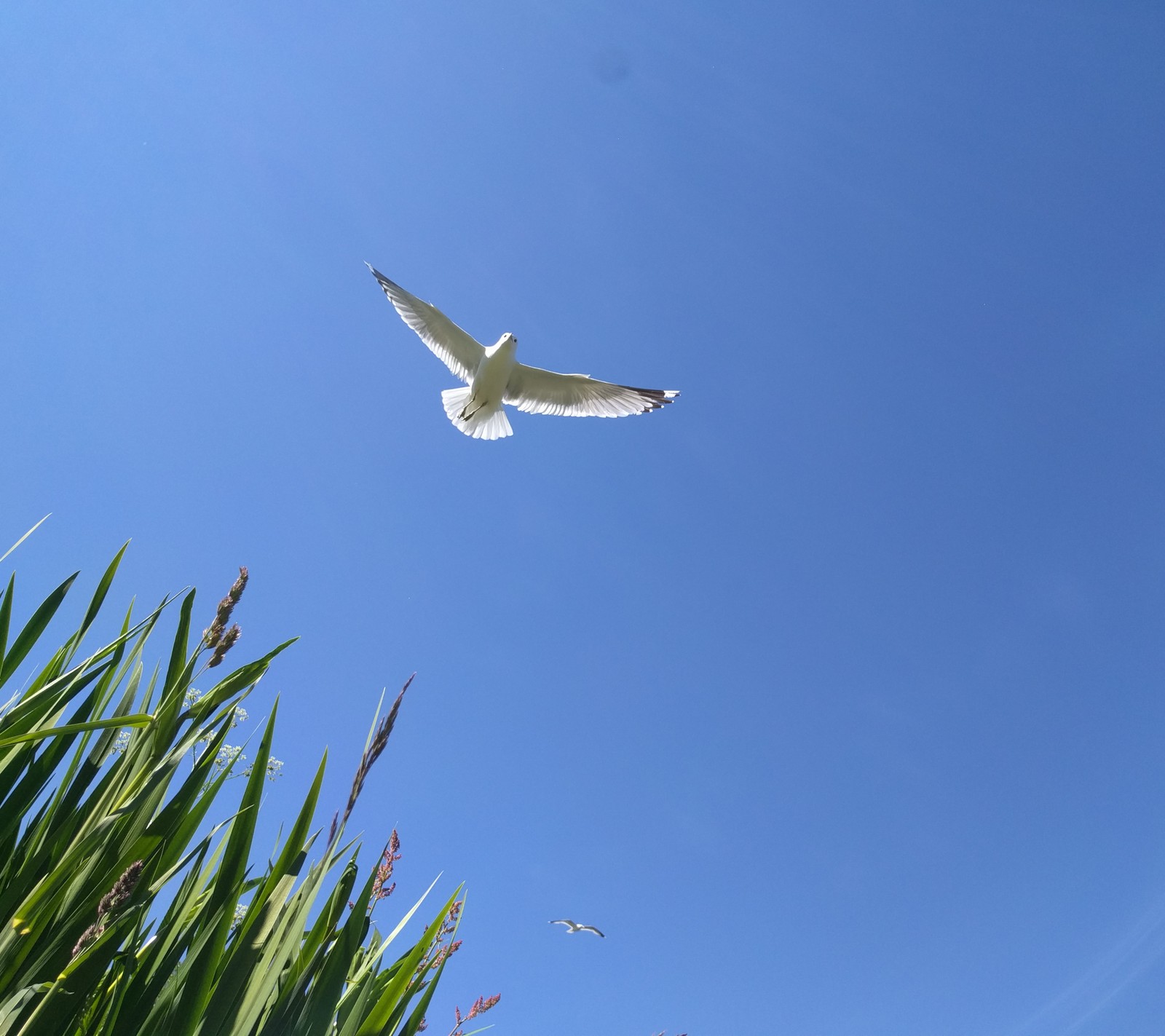 Un oiseau volant haut dans le ciel au-dessus de plantes (oiseau, bleu, herbe, nature, mouette)