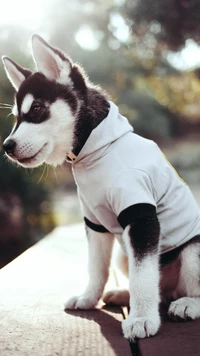 cachorro, husky