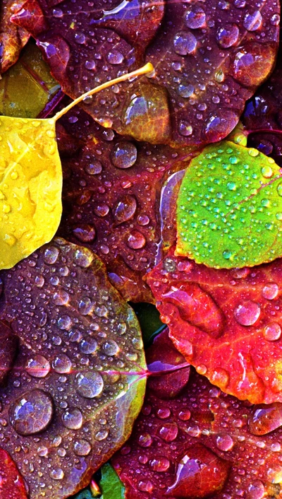 couleur, feuilles, pluie, mouillé