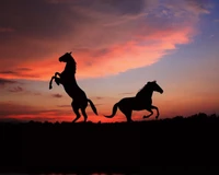 animal, campo, sombra, silueta, atardecer