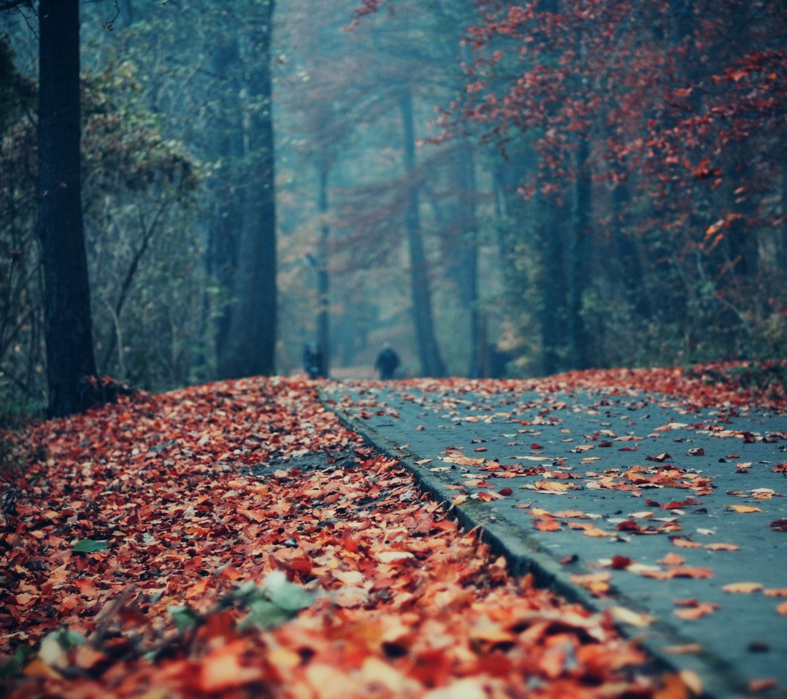 Uma pessoa caminhando por um caminho na floresta (folhas, parque, vermelho, estrada)