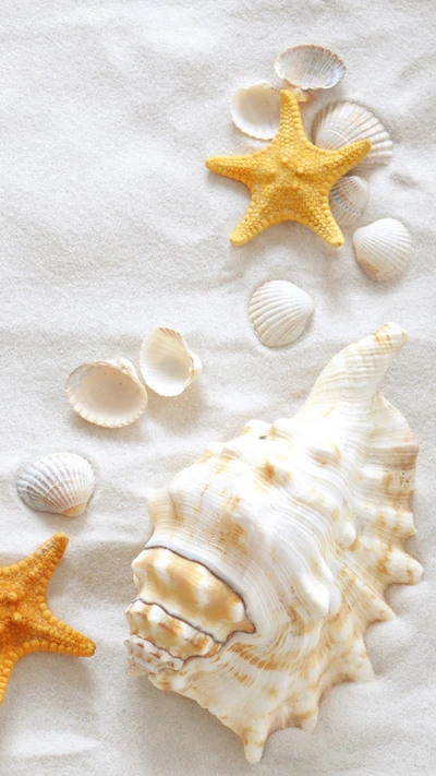 Coquillages et étoiles de mer sur la plage de sable