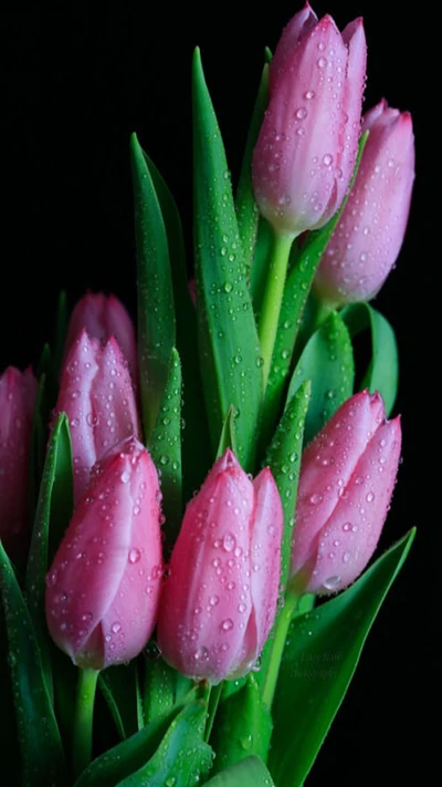 Delicate Pink Tulips with Dew Drops Against a Dark Background