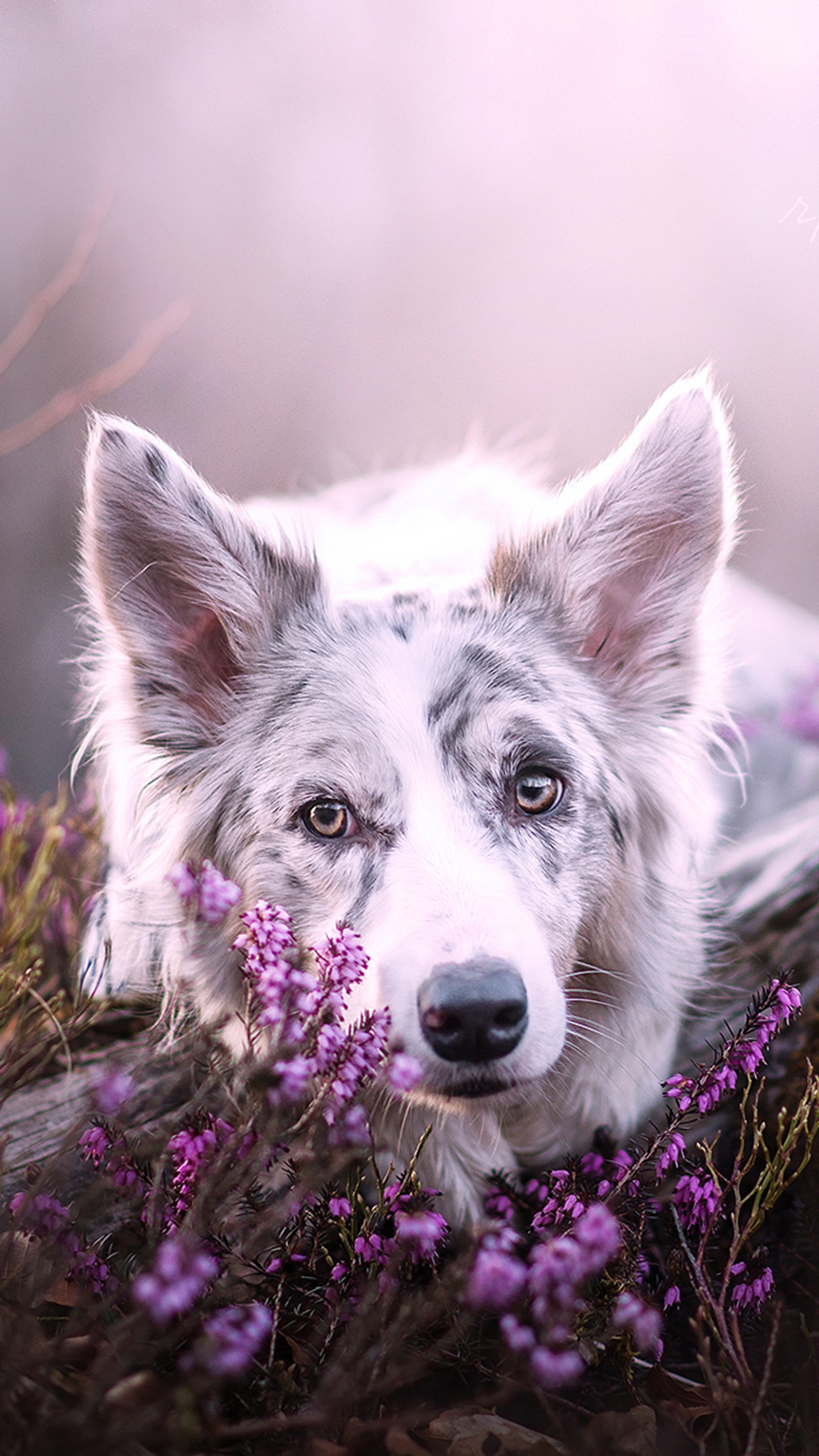 There is a dog that is laying down in the grass (border collie, dog)