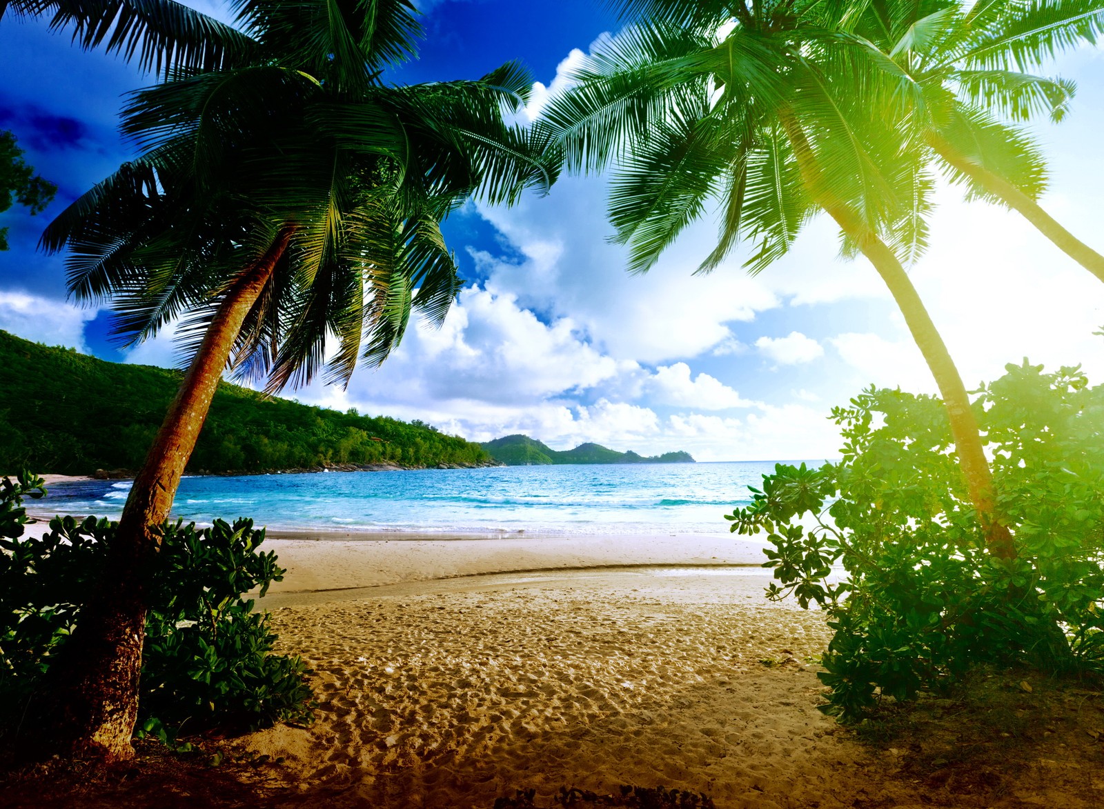 Une vue d'une plage avec des palmiers et un ciel bleu (beach palms, beau, paradis, tropical)