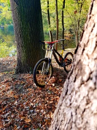 descente, vélo, renard