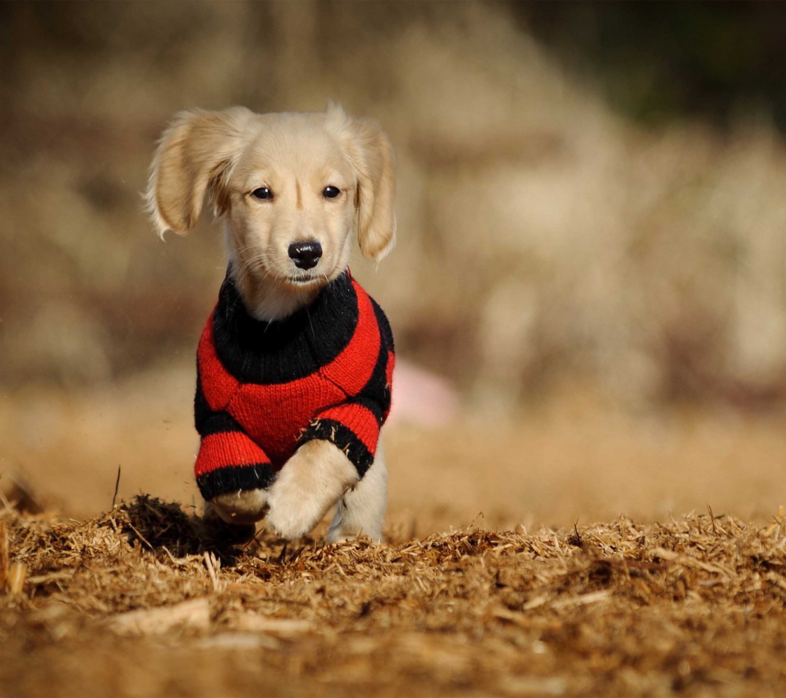 cute, puppy Download Wallpaper