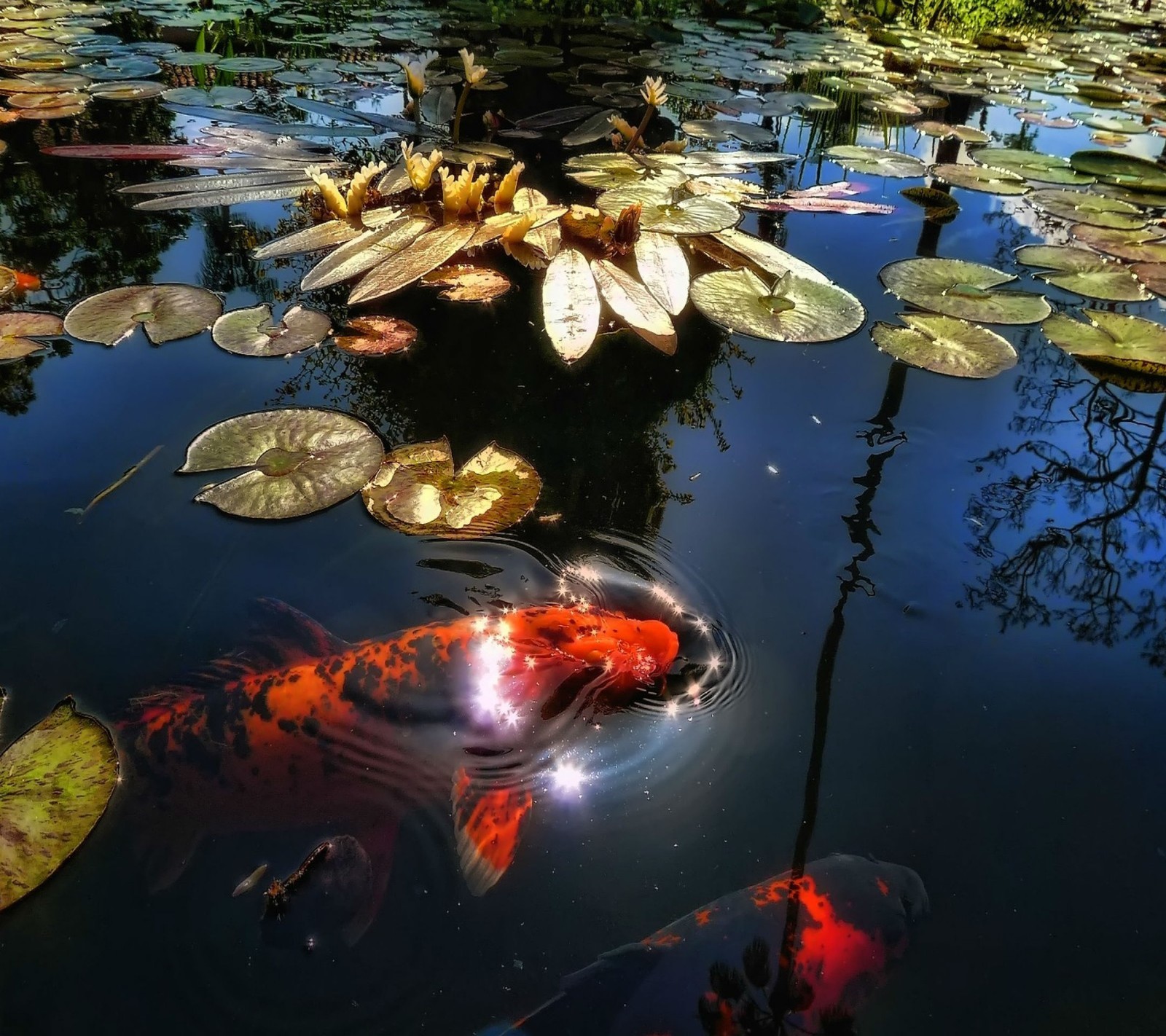 Il y a beaucoup de poissons nageant dans un étang avec des nénuphars (2013, coloré, poissons, hd, feuilles)