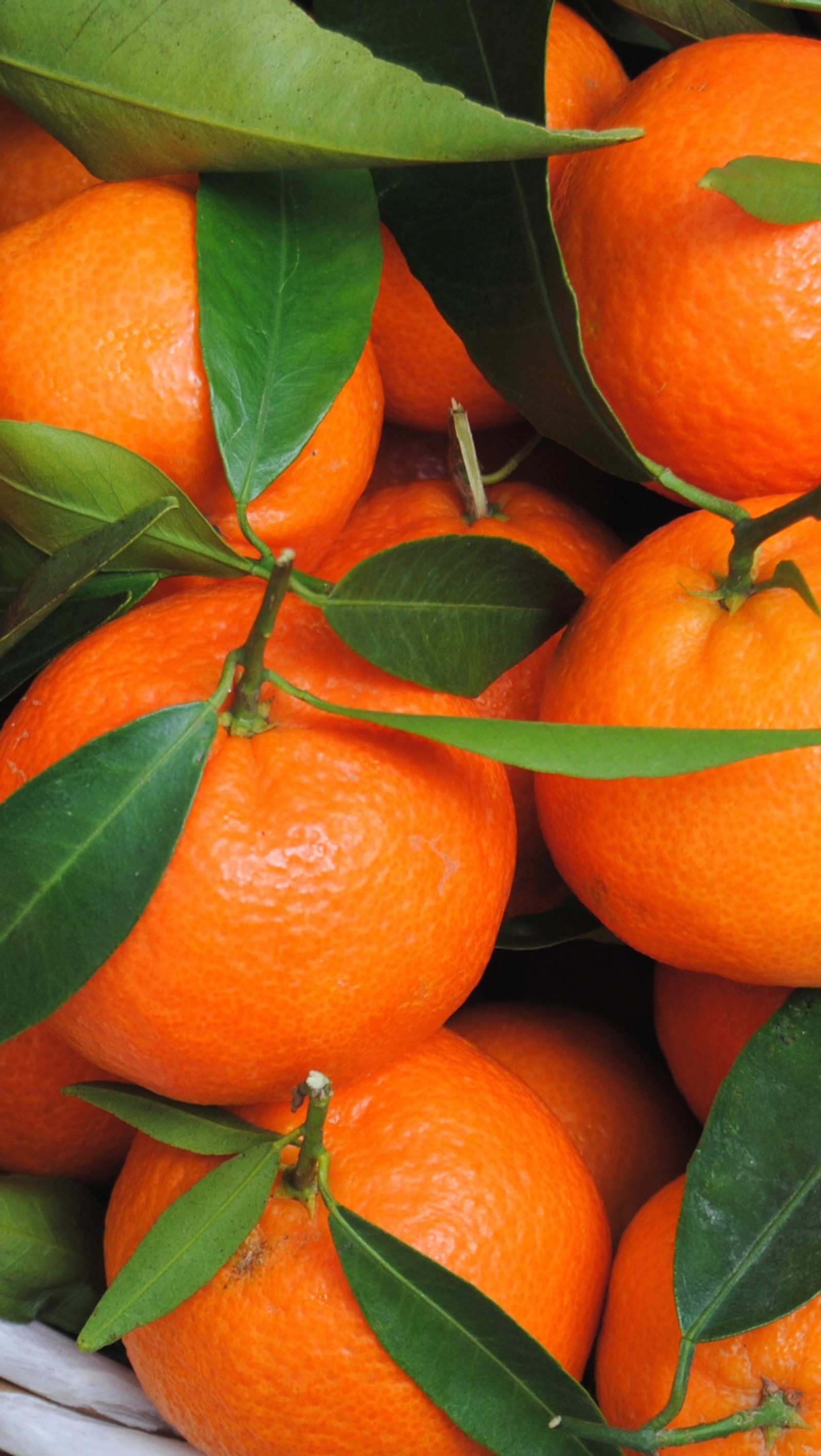 Il y a beaucoup d'oranges avec des feuilles dans un bol blanc (fruit, sain, jus, feuille, orange)