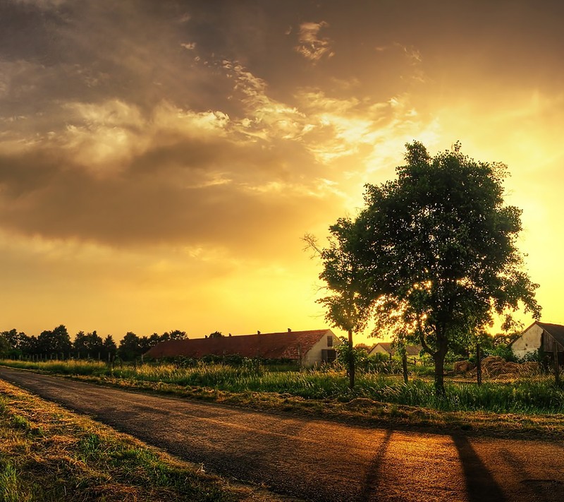 Arafed view of a rural road with a tree and a barn in the distance (hd, nature)