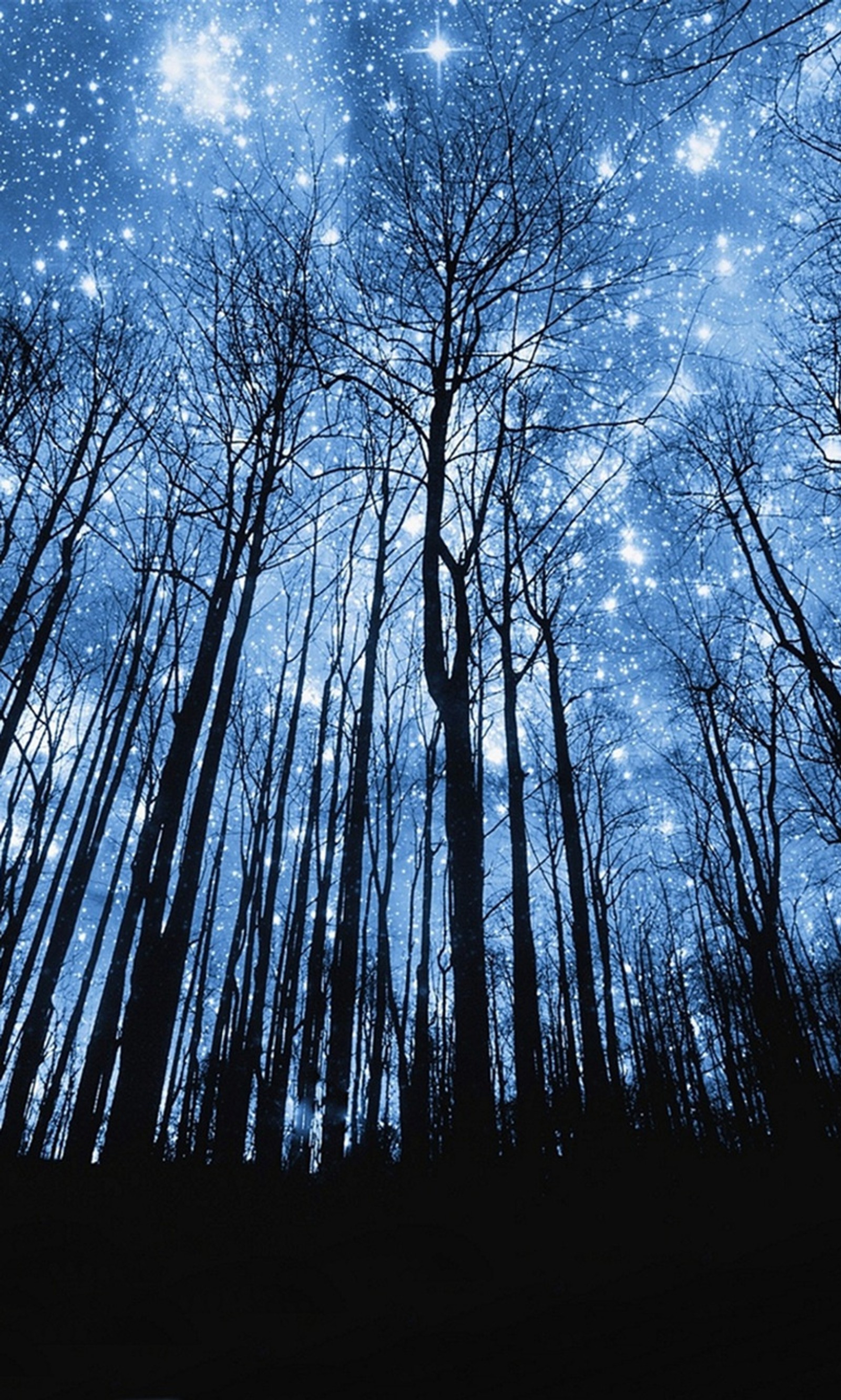 Árvores sem folhas e um céu cheio de estrelas. (estrelas, noite, estrela, noite estrelada)