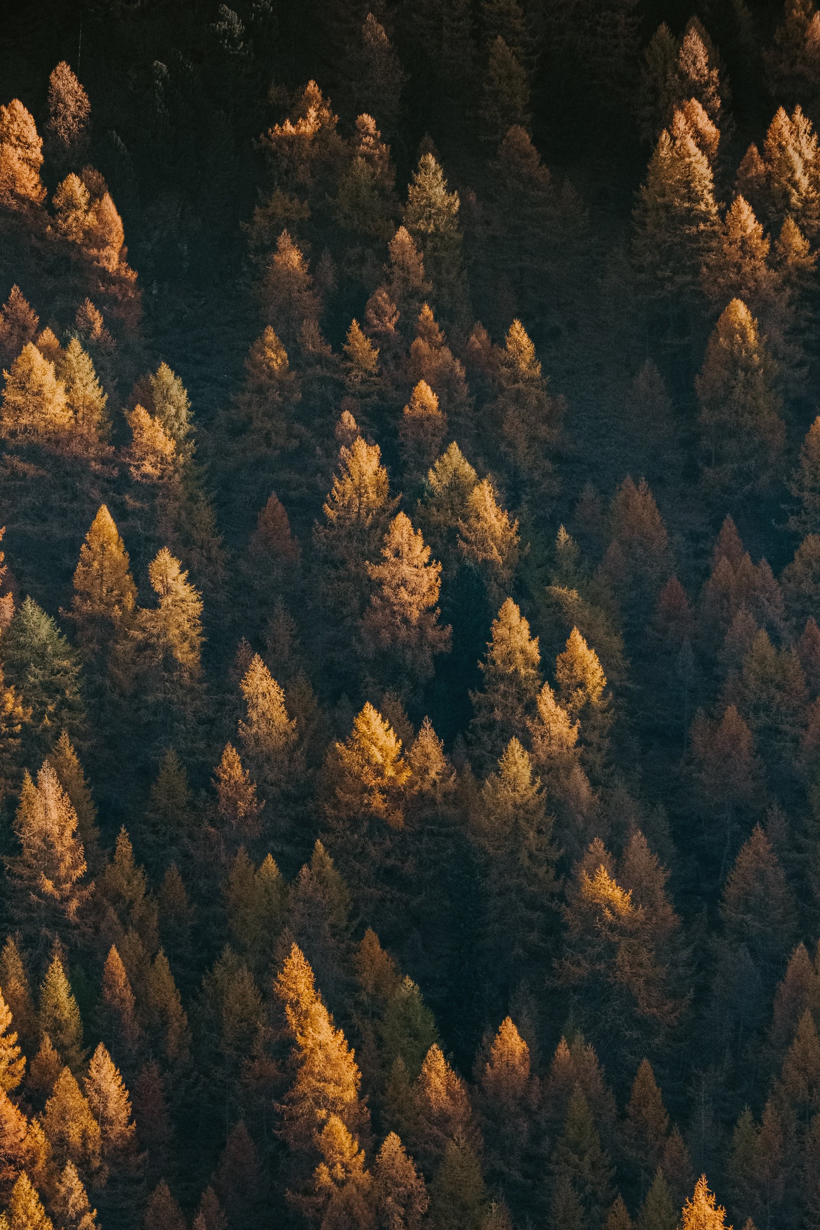 Vue aérienne d'une forêt avec un avion volant au-dessus (arbre, formation, géologie, roche, vert)